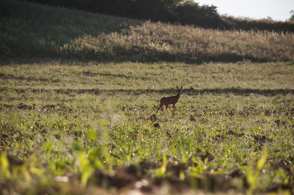 La Pieve Farm stay